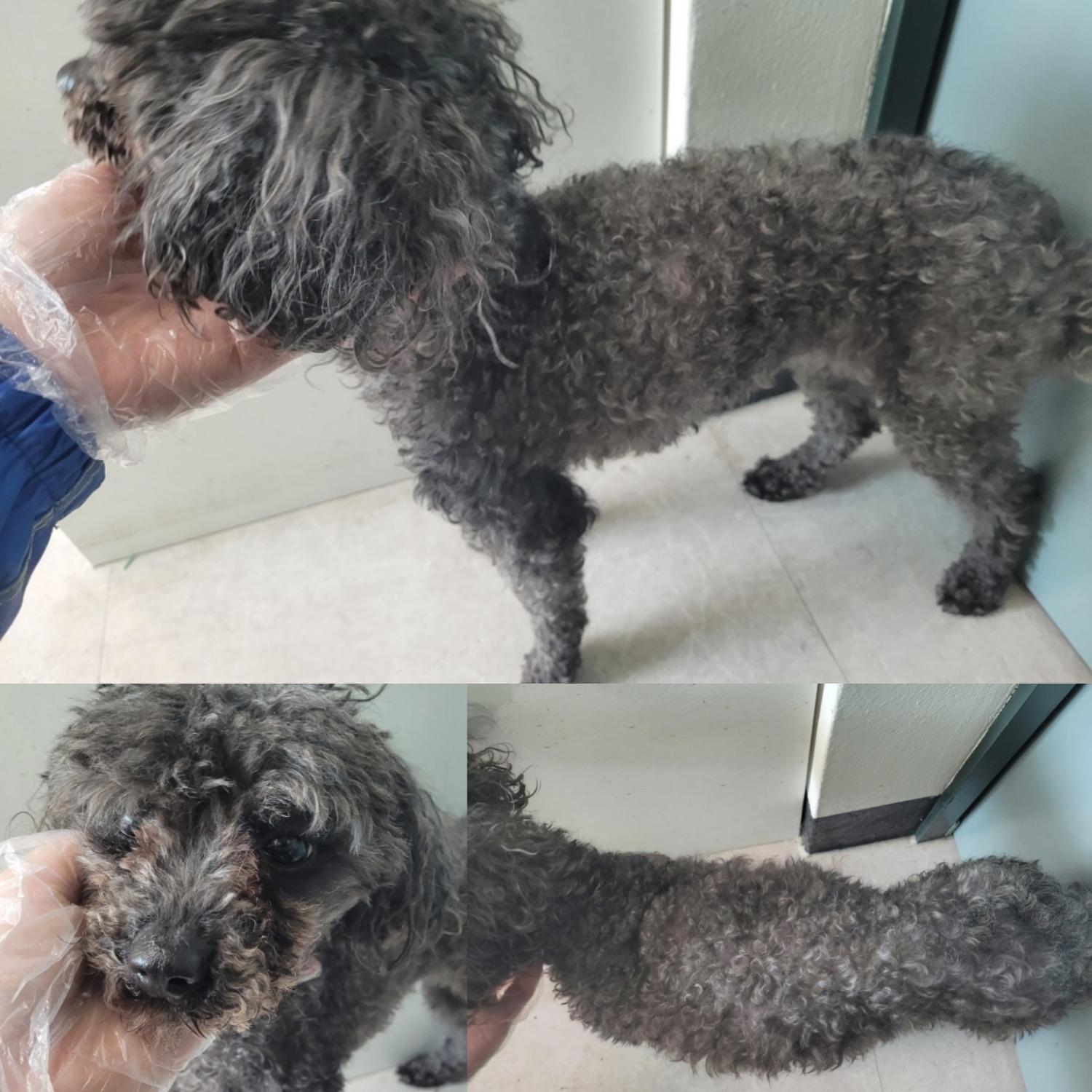 논산시 동물보호센터_444454202300125